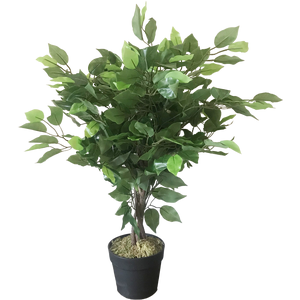 Realistic Mini Ficus Bushy Shape