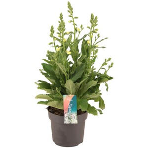 Lavandula Stoechas Anouk - Purple