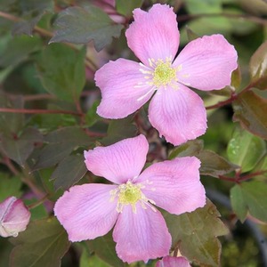 Clematis Montana Tetrarose Pink Flowering Vine Climbing Plant