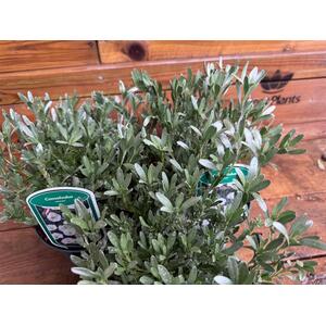 3x Large Convolvulus Cneorum Shrubs in a 23L Pots By Direct Plants