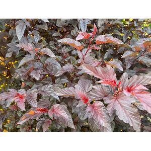 Physocarpus Lady in Red Shrub 3.5-4ft Tall Extra Large in a 7.5L Pot