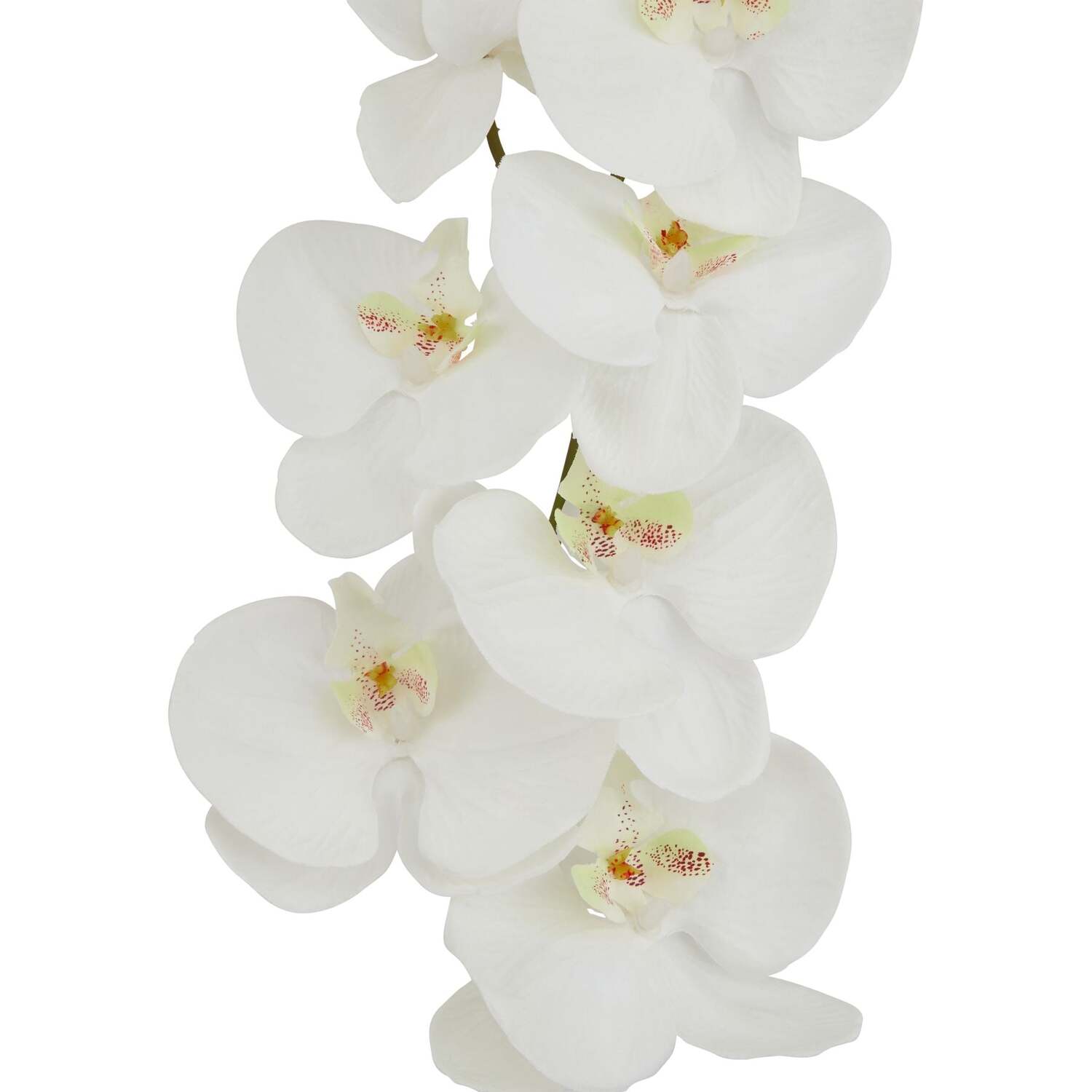 Wyld Haus Set of 3 Large White Butterfly Orchid Stems - White