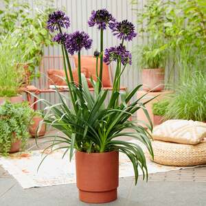 Marshalls Garden Agapanthus Black Jack Pack of 3 9cm RHS Plant of the Year, Blue-Black Flowers