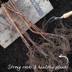 Thornless Raspberry 'Joan J' Compact Autumn-Fruiting Primocane