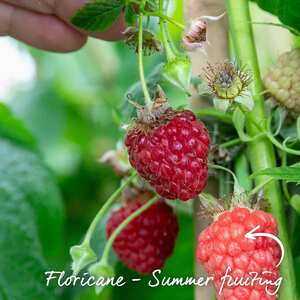 Marshalls Garden Raspberry 'Cascade Delight' - Summer-fruiting, High-yield, 10-pack bare-root