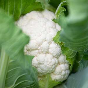 Marshalls Garden Cauliflower Seeds Clapton F1 - Clubroot-resistant, Compact Variety