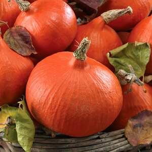 Uchiki Kuri Squash Seeds - Early High-Yield Teardrop Squash, Chestnut-Flavored, Pack of 8