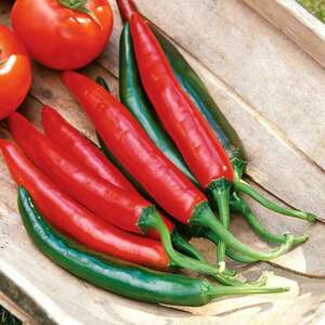 Marshalls Garden Tokyo Hot Chilli Pepper Seeds - Compact High-Yield Cayenne - Pack of 8