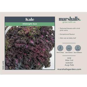 Marshalls Garden Kale Seeds 'Midnight Sun' - Ornamental red-tinted kale, neon-pink midribs, 25 seeds