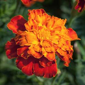 Marshalls Garden Marigold Seeds 'Firebird' Tagetes patula, 75 seeds