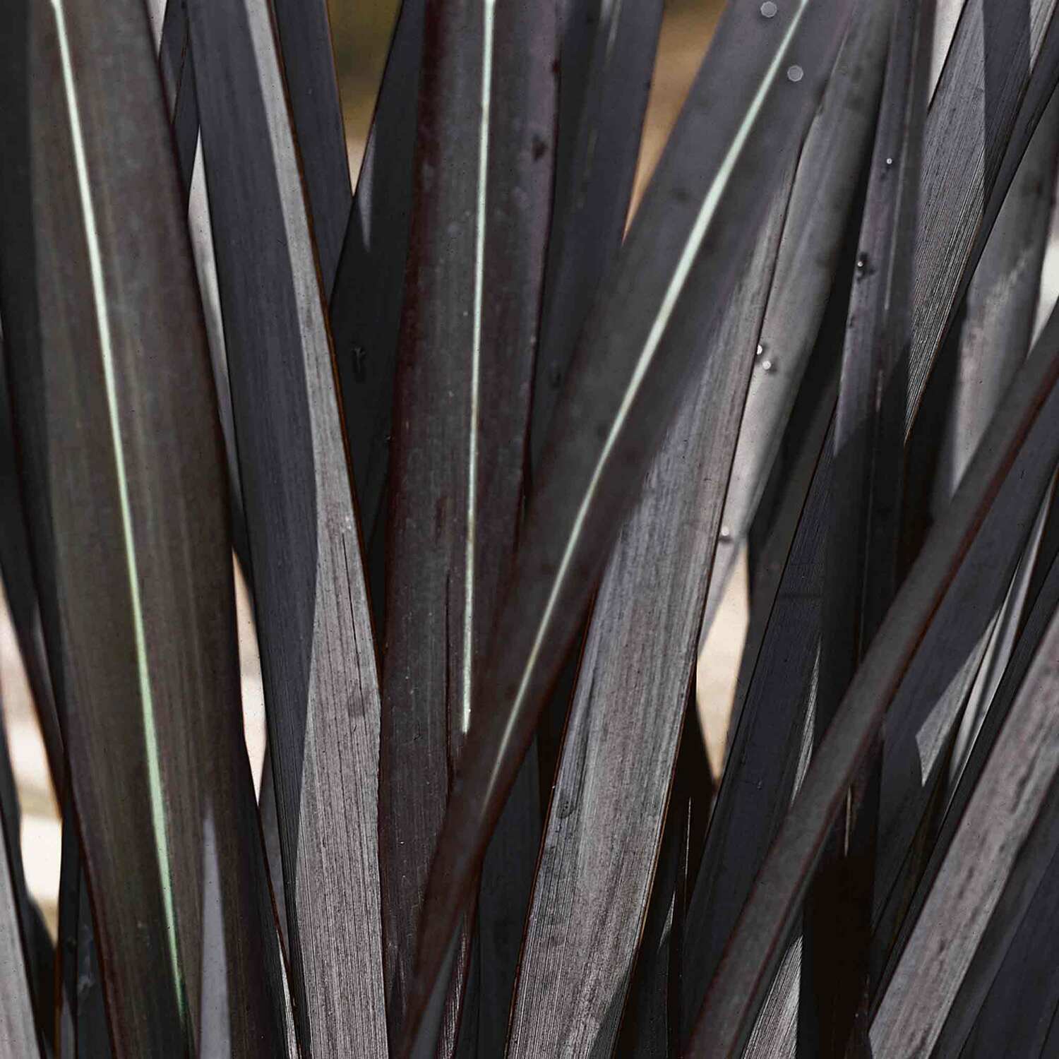 Marshalls Garden Phormium 'Black Velvet' - Purple