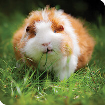 Guinea Pig Accessories