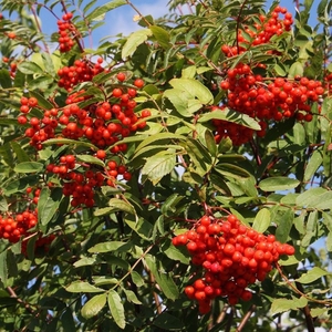 Plant Theory Mountain Ash Rowan Tree Sorbus Aucuparia 12L Pot 1.5 - 1.8m