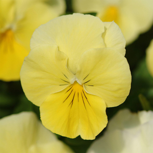 Pansy Cool Wave Lemon Viola x Wittrockiana Autumn Bedding 9cm