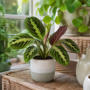 Plants By Post Maranta Leuconeura Prayer Plant