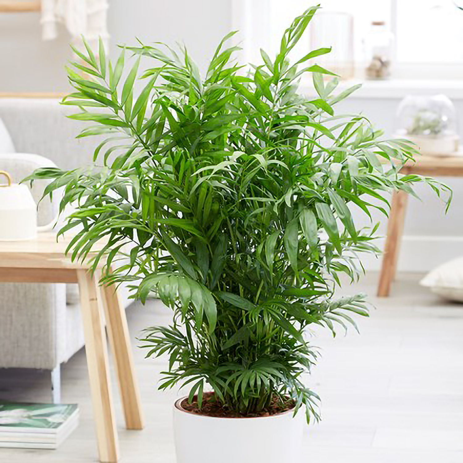 Primrose Chamaedorea Elegans Parlour Palm Indoor Foliage Tropical 80Cm Plant 24Cm Pot - Green