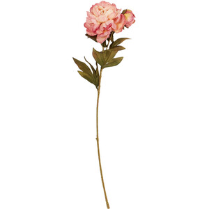 Open Peony