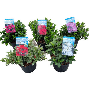 Senetti Plant