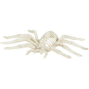 Skeleton Spider