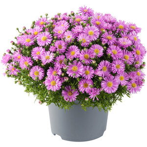 Festival Colours Viola