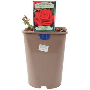 Loving Memory Rose 5.5L - Fragrant Crimson Scarlet Garden Rose Plant