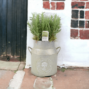 Rosemary Milk Churn Planter - Frost and Rust Resistant Herb Pot