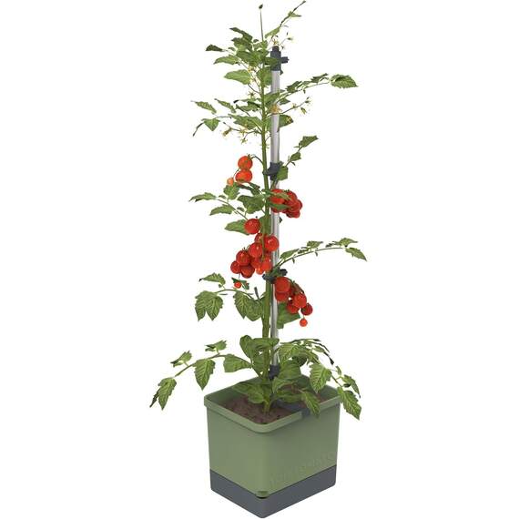 Tom Tomato Tomato pot with water tank