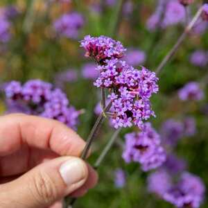 Verbena 'Buenos Aires' (Verbena bonariensis) - Tall Hardy Perennial, Pollinator-friendly 9cm plant