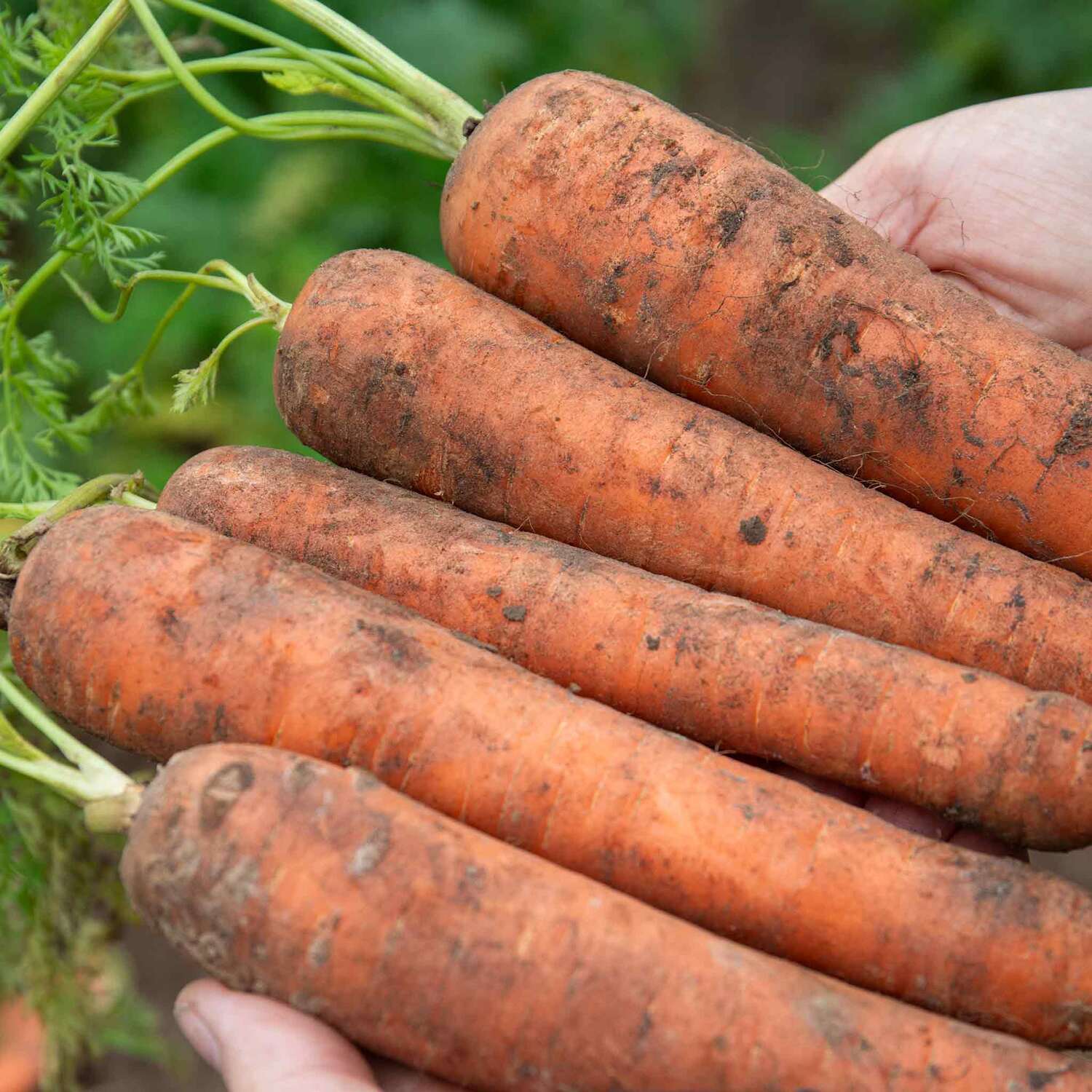 Marshalls Garden Carrot Seeds Bangor - Maincrop, Early-maturing, Pack of 500 - Orange