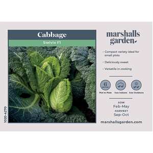 Marshalls Garden Cabbage Seeds Stelvio - Fast-Maturing Sweet Heads, 20 Seeds