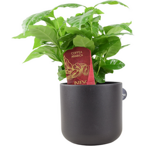 Coffee Arabica Plant 12cm Pot  Grow Your Own Indoor Coffee Tree