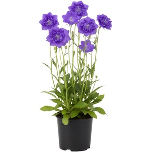 Campanula Persicifolia Caerulea - Blue Bellflower