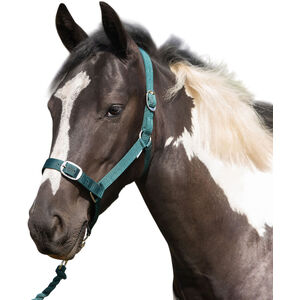 Gallop Nylon Horse Head Collar & Lead Rope