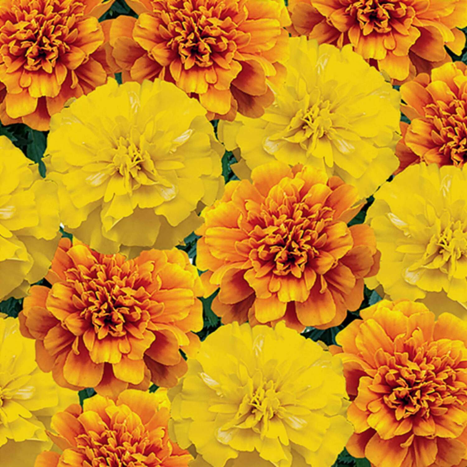 Unwins Marigold Seeds 'French Citrus Mix' - Yellow
