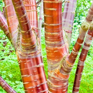 Plant Theory Multistem Cherry Blossom Tree Outdoor Prunus Serrula 12L 1m - 1.25m