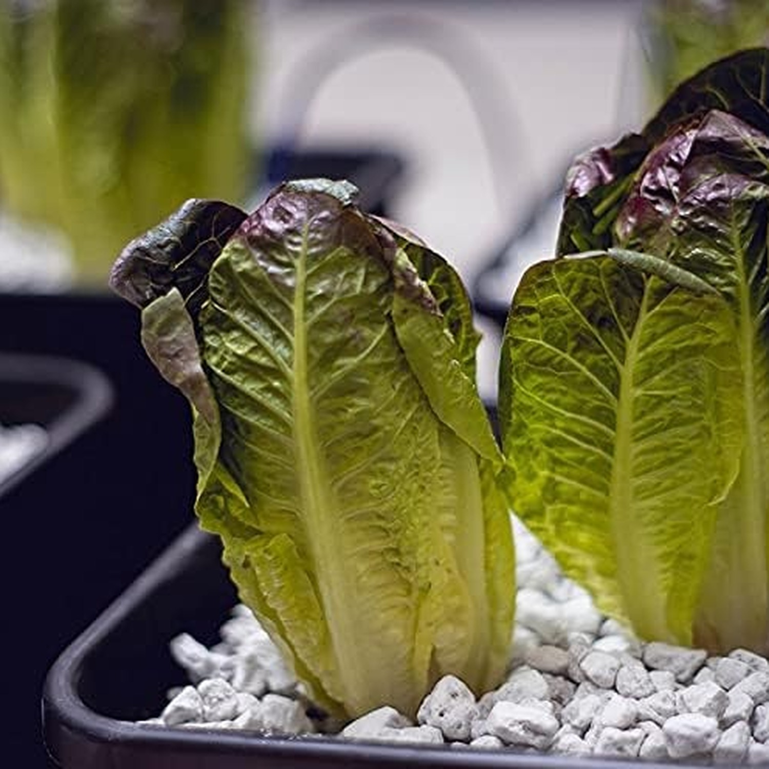 Hydroponic Rocks Lava-Lite Hydro-Gro Hydroponic Growing Media Stones 3L