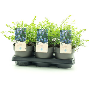 Lavandula Stoechas Anouk - Purple