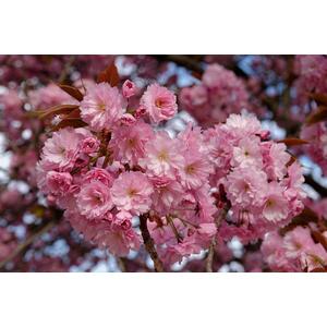 Prunus Asano Tree, 6ft, 12L Pot by Directplants