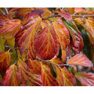 Parrotia Persica Vanessa Tree 6ft Tall, 12L Pot by Directplants