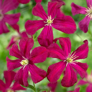 Clematis Madame Julia Correvon Red Flowering Vine Climber Plant