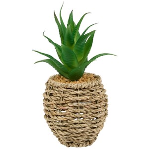 Succulent in Water Hyacinth Pot