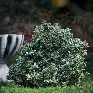 Pack of 3 Euonymus Emerald Gaiety Variegated Evergreen Garden Shrub 10.5cm Pots