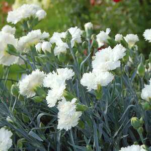 Marshalls Garden Dianthus Memories