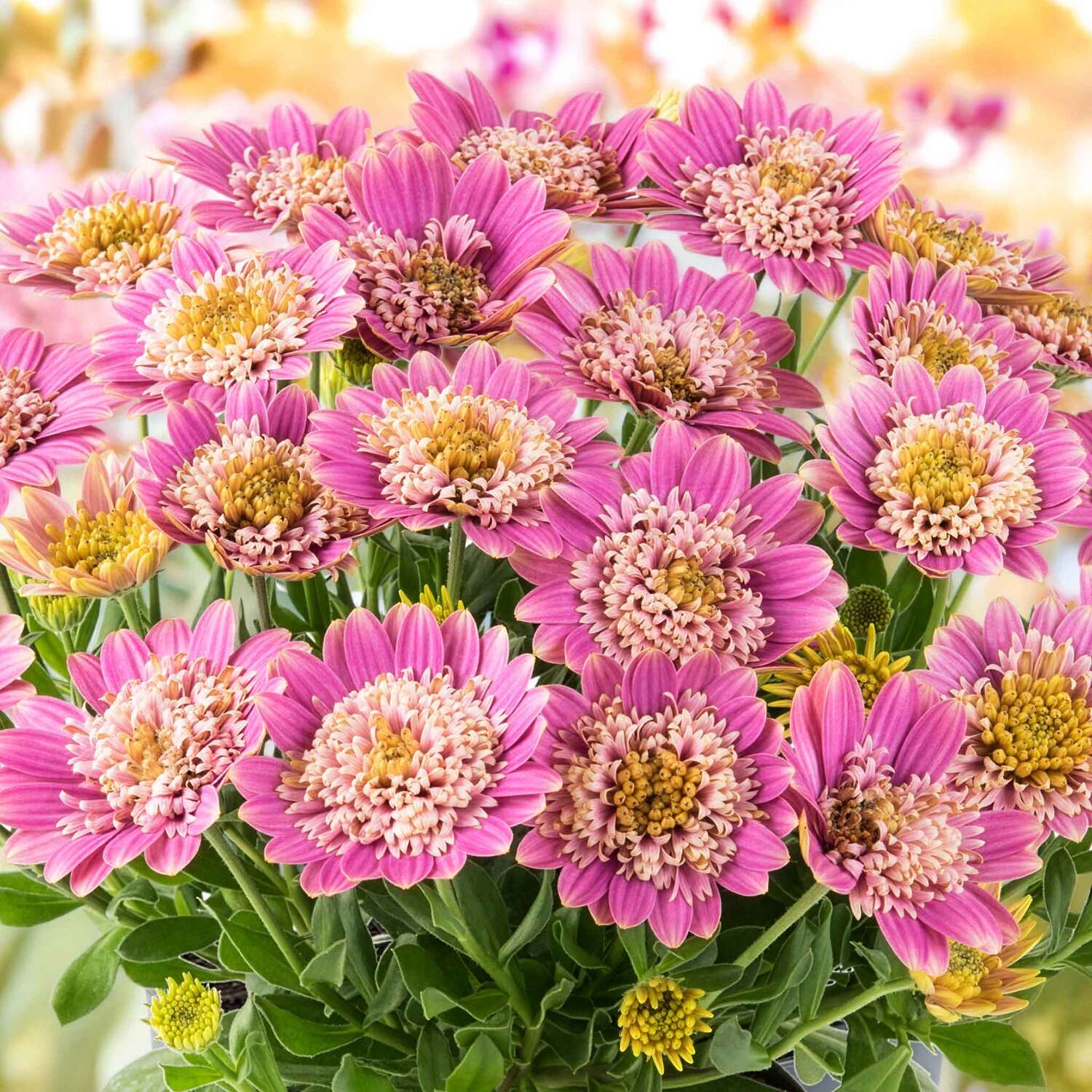 Marshalls Garden Osteospermum Dalina 'Double Pink' - Pink / 6.0