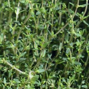 Thyme Seeds - Unwins