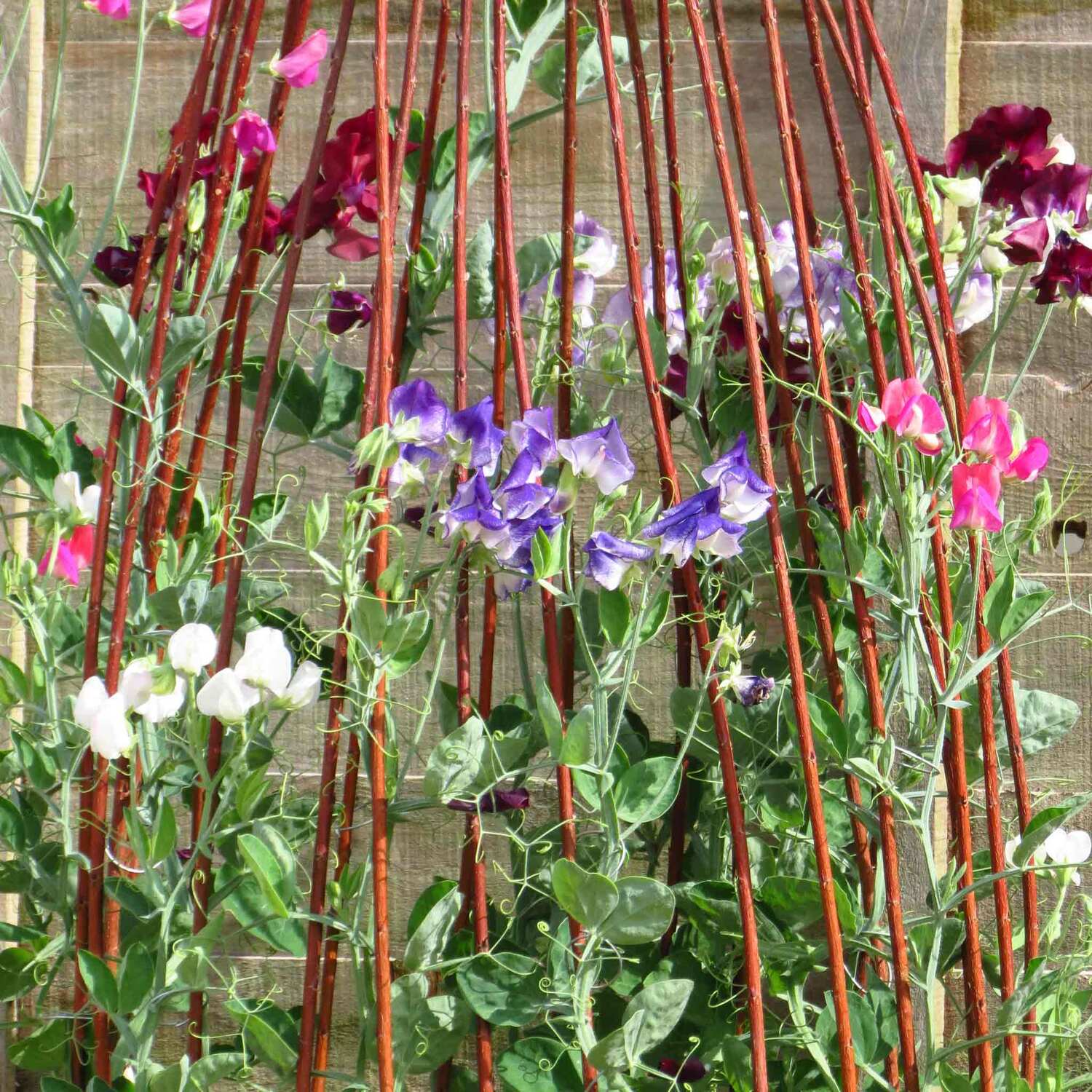 Unwins Sweet Pea Seeds 'Solway Mix' - Neutral