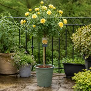 Plants By Post 7.5L Yellow Standard Rose Tree 100-110cm
