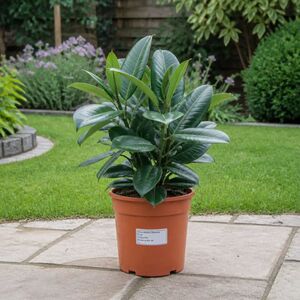 Plants By Post Ficus Robusta Rubber Plant A