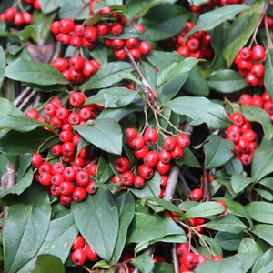 Plant Theory Hybridus Pendulus Standard Cotoneaster Tree Cotoneaster 3L Pot
