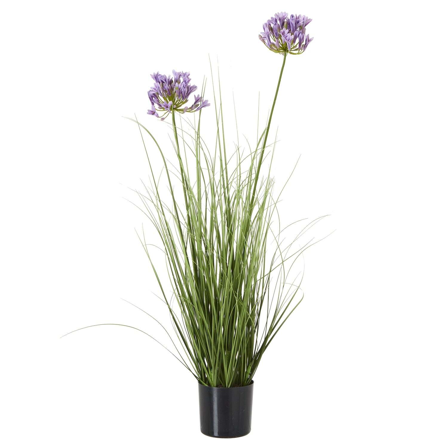 - Purple Agapanthus Plant In Pot - Image 2